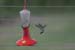 hummingbirdat1.800.sec